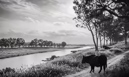 a small horse walking along the side of a river