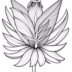 the black and white flower is a drawing,a lotus flower with petals in a line drawing