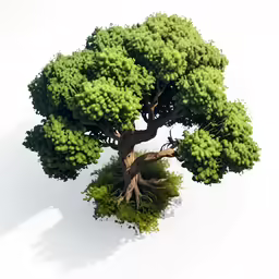 a tree with roots grows on a white surface