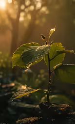 a little leaf that is growing on some rocks