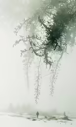 a foggy sky filled with tall trees