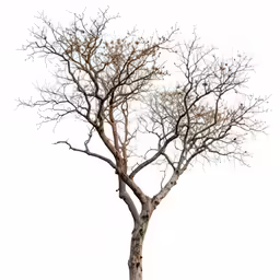 a bare tree is against a light sky background