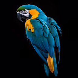 a parrot is looking up to the sky