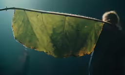 a young child is peering over a leaf with drops on it