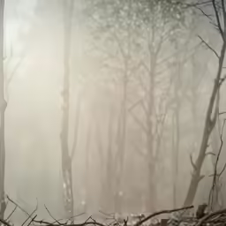 birds perched in the branches of a fallen tree