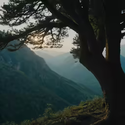 a tree on top of a hill next to a forest