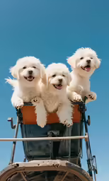 four white fluffy dogs sitting on top of a small cart