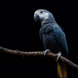 a colorful bird perched on a branch with a black background