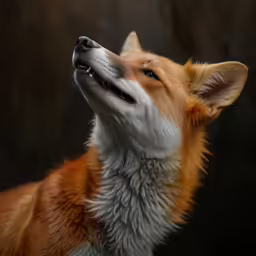 a brown and white dog is licking its nose