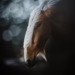 a brown horse with blonde hair is standing in the dark