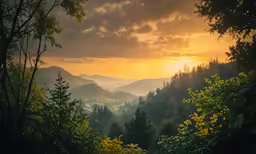 a view from a wooded area overlooking the sun rising