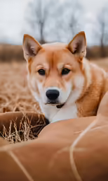 a small brown and white dog lying in grass