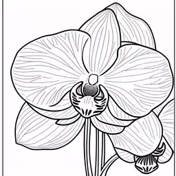 a black and white orchid flower with one blooming,a drawing of an orchid in black and white,coloring page featuring large flower with thin lines on the back of it,black and white flowers in a square frame,a coloring page of a flower with a bee